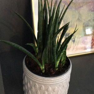 Meet your Posher, Lexi